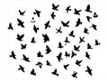Silhouettes of birds in various flying positions create a dynamic pattern against a plain white background Royalty Free Stock Photo
