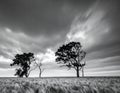 Three silhouetted trees stand in an open field under a dramatic, cloudy sky Royalty Free Stock Photo