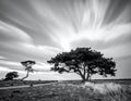 In a black and white landscape, a striking lone tree stands on open plains under a dynamic sky Royalty Free Stock Photo