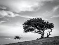 Two windswept trees stand apart on a gently sloping hillside under a dramatic cloudy sky Royalty Free Stock Photo