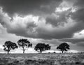 Four trees stand in line on an open grassy field under a dramatic, cloudy sky Royalty Free Stock Photo