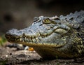 Close-up of a crocodile (Crocodylidae family) on the ground Royalty Free Stock Photo