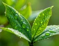 Close-up of vibrant green leaves covered in water droplets 4k Royalty Free Stock Photo