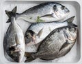 Four fresh gilthead sea breams (Sparus aurata) are laid on a bed of crushed ice inside a white container Royalty Free Stock Photo