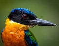 Close-up of a male black-eared fairy kingfisher (Ceyx erithaca) Royalty Free Stock Photo