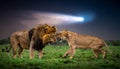 Lion fighting comet Green and yellow tones Royalty Free Stock Photo