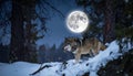 Forest hunting moonlight wolf Royalty Free Stock Photo