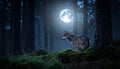 Forest hunting moonlight wolf Royalty Free Stock Photo