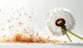 Dandylion with tiny egg shell fragments explosively flying white background Royalty Free Stock Photo