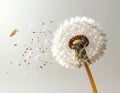 Dandylion with tiny egg shell fragments explosively flying white background Royalty Free Stock Photo