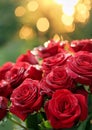 Red roses with dewdrops are shown up close, their petals glistening. Royalty Free Stock Photo