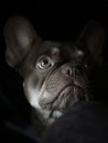Low Key Portrait of Dog in Dark Background Royalty Free Stock Photo