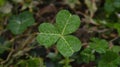 Shamrock Clover Lucky Green Leaf with Dew Drops Close Up Royalty Free Stock Photo