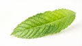 Single Green Mint Leaf Isolated on White Background, Close Up Royalty Free Stock Photo