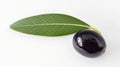 Jambul Fruit with Leaf, Java Plum Still Life. Tropical Fruit. Royalty Free Stock Photo