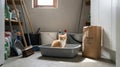 Orange Kitten Sitting in Litter Box Inside Utility Room With Cleaning Supplies and Household Items Royalty Free Stock Photo