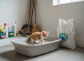 Orange Kitten Sitting in Litter Box Inside Utility Room With Cleaning Supplies and Household Items Royalty Free Stock Photo