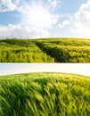 Rolling fields of lush, green grass sway under a bright blue sky dotted with fluffy white clouds Royalty Free Stock Photo