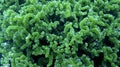 Green Bubble Algae Chlorococcus Macroalgae Underwater Close-up Royalty Free Stock Photo