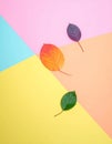 Three leaves in varying colorsâgreen, orange, and dark purple Royalty Free Stock Photo