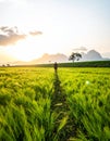 A person walks along a narrow path through a lush, green field of grass or crops at sunrise or sunset Royalty Free Stock Photo