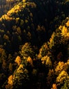 Sunlight highlights a dense forest in autumn, showcasing a gradient of colors from deep greens to vibrant yellows and oranges Royalty Free Stock Photo