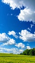 Green wheat field under a vibrant blue sky dotted with large, fluffy cumulus clouds Royalty Free Stock Photo