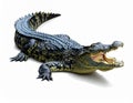 Crocodile (Crocodylus spp.) on a plain white background Royalty Free Stock Photo