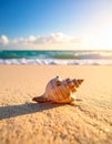 Conch shell on a sandy beach with gentle waves in the background Royalty Free Stock Photo