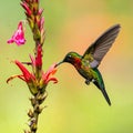The volcano hummingbirds, Selasphorus flammula are sucking nectar on the flower. Royalty Free Stock Photo