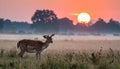 Fallow deer at first light in the San Rossore national park Royalty Free Stock Photo