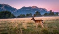 Fallow deer at first light in the San Rossore national park Royalty Free Stock Photo