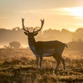 Fallow deer at first light in the San Rossore national park Royalty Free Stock Photo
