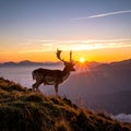 Fallow deer at first light in the San Rossore national park Royalty Free Stock Photo