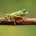 Gliding tree frog (Agalychnis spurrelli) is a species of frog in family Hylidae Royalty Free Stock Photo
