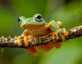 Gliding tree frog (Agalychnis spurrelli) is a species of frog in family Hylidae Royalty Free Stock Photo