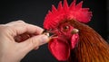 The head of the rooster portrait is close. the rooster has opened the key and screams Royalty Free Stock Photo