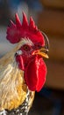 The head of the rooster portrait is close. the rooster has opened the key and screams Royalty Free Stock Photo