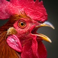 The head of the rooster portrait is close. the rooster has opened the key and screams Royalty Free Stock Photo