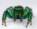 Metallic green jumping spider showing fangs on soft surface. Extreme macro shot Royalty Free Stock Photo