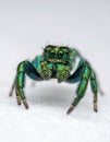 Metallic green jumping spider showing fangs on soft surface. Extreme macro shot Royalty Free Stock Photo