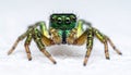 Metallic green jumping spider showing fangs on soft surface. Extreme macro shot Royalty Free Stock Photo