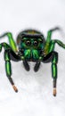 Metallic green jumping spider showing fangs on soft surface. Extreme macro shot Royalty Free Stock Photo