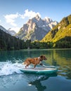Dog walking on wate runder un on a surfboard Royalty Free Stock Photo