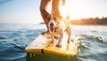 Dog walking on wate runder un on a surfboard Royalty Free Stock Photo