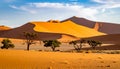 Huge sand dunes in the Namib Desert with trees in the foreground of Namibia Royalty Free Stock Photo