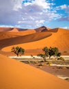 Huge sand dunes in the Namib Desert with trees in the foreground of Namibia Royalty Free Stock Photo