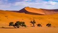 Huge sand dunes in the Namib Desert with trees in the foreground of Namibia Royalty Free Stock Photo