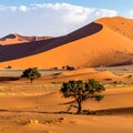 Huge sand dunes in the Namib Desert with trees in the foreground of Namibia Royalty Free Stock Photo