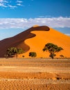 Huge sand dunes in the Namib Desert with trees in the foreground of Namibia Royalty Free Stock Photo
